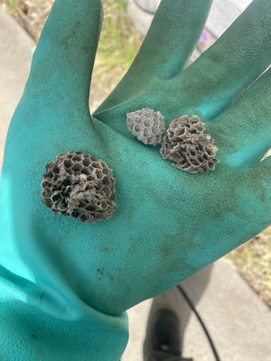 Wasp nest removal - Removing wasp nests from the underside of eaves.
