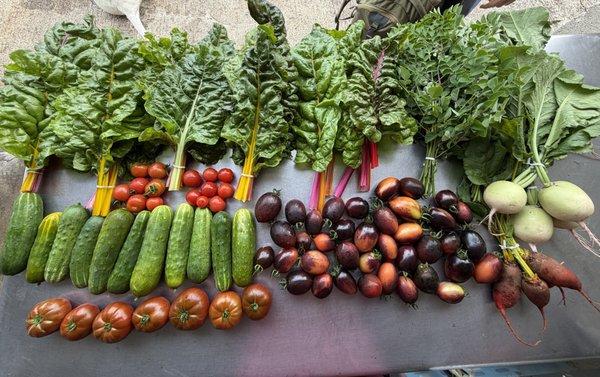 Produce Pick UP - Pick up fresh, locally grown produce straight from our farm. Enjoy seasonal fruits, vegetables, and roots harvested with care—supporting local agriculture and healthy eating. Produce Pick UP - Pick up fresh, locally grown produce straight from our farm. Enjoy seasonal fruits, vegetables, and roots harvested with care—supporting local agriculture and healthy eating.