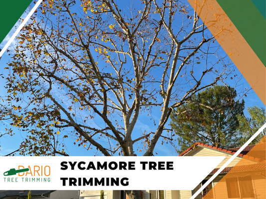 Sycamore Tree Trimming in Sylmar, CA - Discover the transformative power of professional sycamore care with Dario Tree Trimming. Our seasoned arborists bring a blend of artistic vision and scientific precision to every project, ensuring your sycamores remain the crown jewels of your property. Our cutting-edge techniques combat common sycamore ailments, optimize nutrient flow, and maintain the perfect balance between aesthetics and tree health. Trust Dario Tree Trimming for all your trimming needs in Sylmar, CA, and the surrounding areas!
