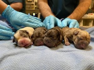 We Offer Reproductive Services! - Samantha Souther, DVM, DACT is board certified in small animal theriogenology. She offers pre-breeding counseling, semen evaluation and cryogenic freezing, ovulation timing, TCI and AI, pregnancy evaluation, Cesarean Section and more! We Offer Reproductive Services! - Samantha Souther, DVM, DACT is board certified in small animal theriogenology. She offers pre-breeding counseling, semen evaluation and cryogenic freezing, ovulation timing, TCI and AI, pregnancy evaluation, Cesarean Section and more!