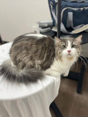 Cat spa - call us to
make a appointment 313-765-0777