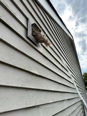 Dryer Vent Cleaning in Hebron KY - Running your dryer 2-3x per load of laundry is for the birds! This bird's nest was the culprit blocking proper venting for a dryer in this Hebron, Kentucky residence. Each year firefighters across the United States respond to approximately 13,820 house fires caused by clothes dryers according to the National Fire Protection Association. Not to mention the additional unnecessary energy use.
Call today to schedule your dryer vent cleaning for your peace of mind so you can keep enjoying the Sweet Life! Dryer Vent Cleaning in Hebron KY - Running your dryer 2-3x per load of laundry is for the birds! This bird's nest was the culprit blocking proper venting for a dryer in this Hebron, Kentucky residence. Each year firefighters across the United States respond to approximately 13,820 house fires caused by clothes dryers according to the National Fire Protection Association. Not to mention the additional unnecessary energy use.
Call today to schedule your dryer vent cleaning for your peace of mind so you can keep enjoying the Sweet Life!