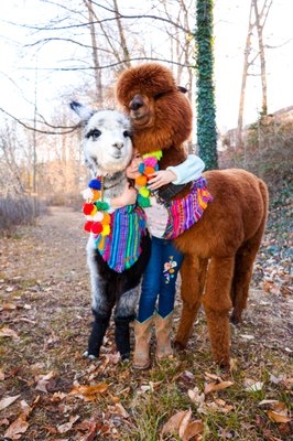 Alpaca Love - Father and daughter outdoor photoshoot with Alpacas. Alpaca Love - Father and daughter outdoor photoshoot with Alpacas.