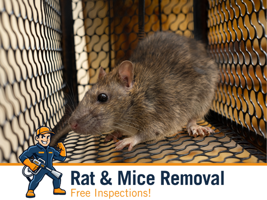 Rat & Mice Removal Services - Rat & Mice Removal Services Rat & Mice Removal Services - Rat & Mice Removal Services