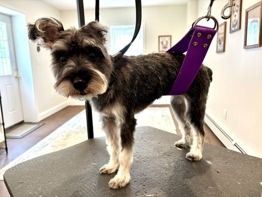 Mini Schnauzer groom - Mini Schnauzer Mini Schnauzer groom - Mini Schnauzer