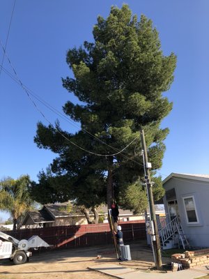 Pine tree trimmed - This was a pine tree we trimmed recently Pine tree trimmed - This was a pine tree we trimmed recently