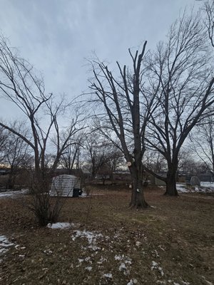 Tree Pruning - pruning tree to promote growth. Tree Pruning - pruning tree to promote growth.