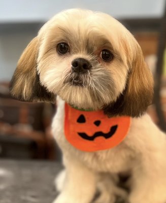 Ginger the shih tzu puppy’s before & after 🎃 - Ginger the shih tzu puppy went from scruffy to scrumptious for the spooky season! Though her puppy eyes may look sad, she felt so fresh after her gentle spa day with Marlin 🧡🍂 Ginger the shih tzu puppy’s before & after 🎃 - Ginger the shih tzu puppy went from scruffy to scrumptious for the spooky season! Though her puppy eyes may look sad, she felt so fresh after her gentle spa day with Marlin 🧡🍂
