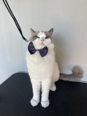 Rag doll cat grooming - Rag doll cat grooming Rag doll cat grooming - Rag doll cat grooming