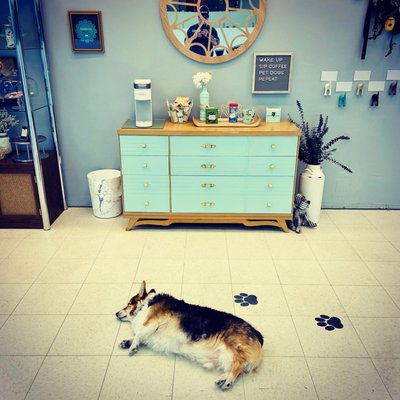 Daycare - Boops Co. Boarding & Daycare is conveniently located in the Sweden Plaza in Brockport, NY. We are excited to provide top quality dog care to the community. We offer a pawsome outlet for pups with high energy, socialization needs, healthy weight maintenance management, and/or pets who experience separation anxiety.

Our customized play groups are based on your pup's play style & needs. Check out our play groups!

We can't wait for you to be a part of the Boops family!