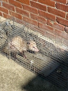 Humane Trapping - We can help rid your home of raccoons, squirrels, skunks, groundhogs and moles . That includes trapping in attics, crawl spaces, roofs and lawns.