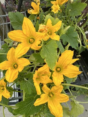 Vegetables and Herbs - Many different varieties through Spring and Summer. Vegetables and Herbs - Many different varieties through Spring and Summer.