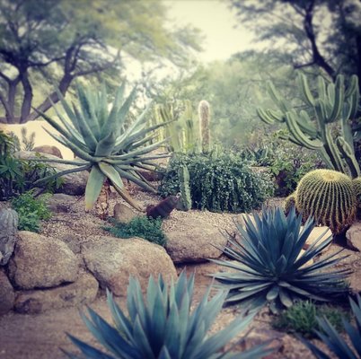 Desert Landscape - Desert landscape has its beauty and distinctive character. We are here to make your backyard stand out! Desert Landscape - Desert landscape has its beauty and distinctive character. We are here to make your backyard stand out!