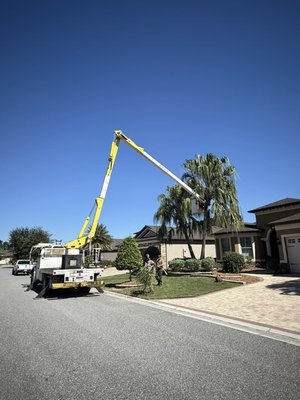 Professional Tree Care - Keep your property safe and beautiful with expert tree trimming and land clearing from Volusia Bobcat & Tree Service 🌳. We remove overgrowth, shape trees, and clear unwanted brush fast and safely. Perfect for storm prep, new builds, or cleanups. Professional Tree Care - Keep your property safe and beautiful with expert tree trimming and land clearing from Volusia Bobcat & Tree Service 🌳. We remove overgrowth, shape trees, and clear unwanted brush fast and safely. Perfect for storm prep, new builds, or cleanups.