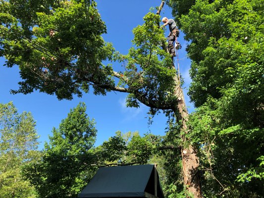 Nate Foster Tree Care - Welcome to Nate Foster Tree Care! 
Now located in Columbia, South Carolina!

With over 25 years in the field, Nate has what it takes to get the job done. From commercial to residential, he has the tools, resources and know-how to help you with all of your tree care needs. 

His specialties include:
Trimming
Land Clearing
Removals
Property Clearing
Firebreaks
Mistletoe Removal
Height Reduction
Chipping
Pruning
Stump Grinding
View Clearing

Give us a call today at (803) 298-4522 or visit us at www.natefostertreecare.com to learn more.