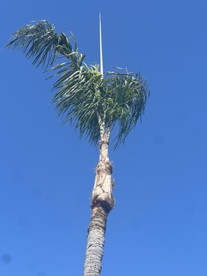 Palm Tree Clean Up - Client was looking for a clean up of her Palm tree to be able to enjoy during the summer! Client is happy 🙌🏻 Palm Tree Clean Up - Client was looking for a clean up of her Palm tree to be able to enjoy during the summer! Client is happy 🙌🏻