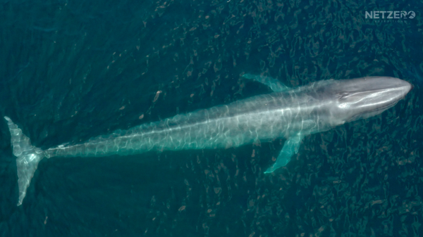 Blue Whale Expedition - Experience the awe-inspiring sight of the magnificent Blue Whale in its natural habitat! Every summer, these mythical creatures journey to the nutrient-rich waters off the coast of San Diego. Don't miss out on the opportunity to witness this unforgettable encounter by joining us on a long-range whale watch expedition.

Our Blue Whale expeditions run during the peak of the Blue Whale season, in May, June, and July. Choose from expeditions lasting four to eight hours, providing ample time to explore a wide area of ocean and encounter not only Blue Whales, but also other fascinating marine mammals such as Fin Whales, Offshore Bottlenose Dolphins, Common Dolphins, and Sea Lions.

This thrilling wildlife tour will take you up to 100 miles offshore in search of Blue Whales and other exotic whale species. Our Blue Whale private expedition departs from Mission Bay in San Diego at a customized time based on the weather forecast and our guests' preferences.

We recommend contacting us before booking to discuss the custom logistics of this expedition. Don't miss this opportunity to witness one of the most iconic great whales in its natural habitat!