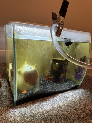 Blood parrot cichlid tank setup - “Wally” is an 8 year old blood parrot cichlid who lived in a 15 gallon tank and now is in a planted 36 gallon tank. He’s very Halle with his new home! Blood parrot cichlid tank setup - “Wally” is an 8 year old blood parrot cichlid who lived in a 15 gallon tank and now is in a planted 36 gallon tank. He’s very Halle with his new home!