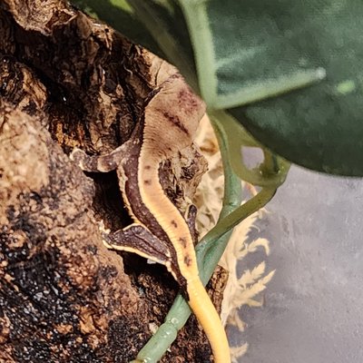Lilly White Crested Gecko - This was our very first lilly white crested gecko from 'Superman' & 'Lois'. Super excited for this little guy! Lilly White Crested Gecko - This was our very first lilly white crested gecko from 'Superman' & 'Lois'. Super excited for this little guy!