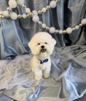 January Winter Wonderland - January 2026 Backdrop January Winter Wonderland - January 2026 Backdrop