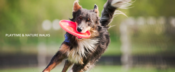 Playtime and Nature Walks - Playtime at Lynaire keeps dogs active, sociable & happy!
Lynaire offers our canine guests large play yards with toys for individual or family playtime. Unlike other kennels that only offer playtime in large groups, Lynaire provides one-on-one playtime with a caring Kennel Technician, allowing your dog to play tug, ball, or frisbee in a guarded, fenced-in area. For the safety of your pets, we do not do group play unless they are housemates.
Each “Club K-9” Premiere Suite guest is pampered with at least two nature walks and two playtimes daily. Nature walks along one of our trails are part of the Lynaire Difference, as our newly remodeled facility is nestled in a wooded, park-like setting. Playtime and Nature Walks - Playtime at Lynaire keeps dogs active, sociable & happy!
Lynaire offers our canine guests large play yards with toys for individual or family playtime. Unlike other kennels that only offer playtime in large groups, Lynaire provides one-on-one playtime with a caring Kennel Technician, allowing your dog to play tug, ball, or frisbee in a guarded, fenced-in area. For the safety of your pets, we do not do group play unless they are housemates.
Each “Club K-9” Premiere Suite guest is pampered with at least two nature walks and two playtimes daily. Nature walks along one of our trails are part of the Lynaire Difference, as our newly remodeled facility is nestled in a wooded, park-like setting.