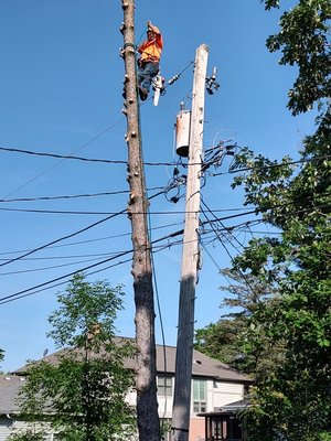 Dangerous Tree Removal - Tree removal adjacent utility lines was carefully and safely completed at this site in Skokie Illinois. Tree trimming was also performed at this site