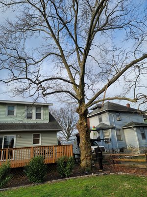 Sycamore Removal - We were hired to cut down a Sycamore tree. With our crew, everything ran smoothly and everything was taken care of. Another job done, another happy costumer. Sycamore Removal - We were hired to cut down a Sycamore tree. With our crew, everything ran smoothly and everything was taken care of. Another job done, another happy costumer.