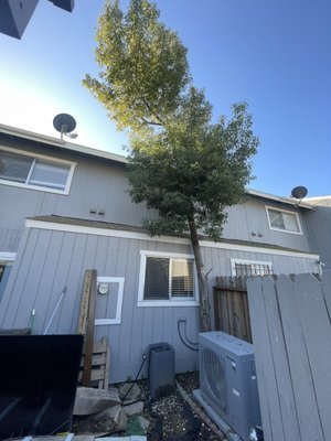 Camphor removal on a really tight space. Natomas CA - This camphor tree was hurting the foundation of the house. It wasn’t a really bad spot. And It was making damages to the roof. Camphor removal on a really tight space. Natomas CA - This camphor tree was hurting the foundation of the house. It wasn’t a really bad spot. And It was making damages to the roof.