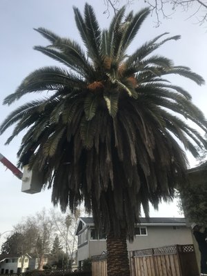 Date Palm - One of our finest works.