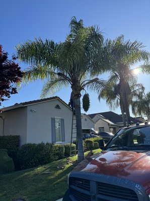 Queen palms. - This service was provide by our crew customer it’s always happy that we didn’t use spikes in he’s palm trees it gives the house a better look. Queen palms. - This service was provide by our crew customer it’s always happy that we didn’t use spikes in he’s palm trees it gives the house a better look.