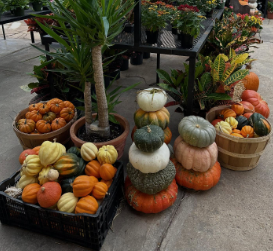 Large Display Of Pumpkins - Come check us out! Large Display Of Pumpkins - Come check us out!