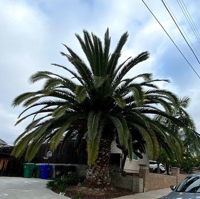 Canary Island Date Palm - Trimmed a Canary Island Date Palm with a wide thick trunk topped with a crown of 8 to 15-foot-long, stiff leaves with extremely sharp spines at their bases. Canary Island Date Palm - Trimmed a Canary Island Date Palm with a wide thick trunk topped with a crown of 8 to 15-foot-long, stiff leaves with extremely sharp spines at their bases.