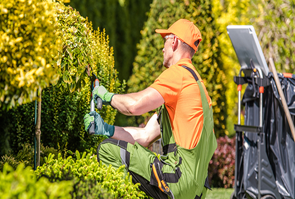 Garden & Landscape Maintenance - What is Garden Maintenance?
Garden maintenance is all about keeping your outdoor space healthy, beautiful and enjoyable to use. It involves a variety of tasks you can do to keep your garden in great condition throughout the year.
Garden maintenance generally includes lawn mowing and edging, weeding, trimming, and pruning and the clearing up of leaves, especially in the Autumn. After that it really depends on what clients have in their gardens so it may also include fruit tree and bush pruning, cutting of large hedges, planting of seasonal bedding plants and bulbs, top dressing and mulching, lawn treatments and repairs.
Garden maintenance will also vary depending on client requirements as some like to mow their own grass and we will do everything else. At Rosewood Garden Services we will tailor a maintenance package that works for each client and gives them a garden that they can enjoy.
If you’re looking for garden maintenance services, why not get in touch? We’d love to help turn your garden into a relaxing sanctuary.
Why is regular garden maintenance important?
You might think a lush, green lawn and a beautiful garden only need attention during spring and summer. But the truth is, gardens need care all year round–even in the colder months.
Gardens don’t take a break, and neither should their care. While the warmer months might get all the attention, neglecting your garden in autumn and winter can lead to overgrowth, costly maintenance and a lot of hard work when the seasons change.
Small, regular maintenance tasks–like leaf raking, bush pruning, clearing debris and even the occasional lawn mowing–make a big difference. These simple actions help keep your garden manageable and reduce the effort needed when the gardening season kicks off.
The longer a garden is neglected, the harder it can be to bring it back to life. Overgrown grass? Tangled hedges? Beds buried in weeds? It’s no quick fix. But with regular care, your garden stays manageable, looking its best, and ready for you to enjoy in every season.
Here in the UK, the ever-changing rain, frost and seasonal swings can take its toll on the health of your plants and lawn. Year-round maintenance helps your garden withstand these challenges and keeps everything healthy and thriving, no matter the time of year.
Here’s what you’ll gain with year-round garden care:
• Save time and money: No more costly clear-ups or big jobs once spring arrives.
• Less stress: Forget the overwhelming backlog of tasks–your garden stays under control.
• Year-round beauty: From crisp winter mornings to balmy summer evenings, your garden is a space you’ll love all year.
Whether you handle some tasks yourself or call in the professionals, regular maintenance keeps your garden in great shape and ready to enjoy, whatever the season. Garden & Landscape Maintenance - What is Garden Maintenance?
Garden maintenance is all about keeping your outdoor space healthy, beautiful and enjoyable to use. It involves a variety of tasks you can do to keep your garden in great condition throughout the year.
Garden maintenance generally includes lawn mowing and edging, weeding, trimming, and pruning and the clearing up of leaves, especially in the Autumn. After that it really depends on what clients have in their gardens so it may also include fruit tree and bush pruning, cutting of large hedges, planting of seasonal bedding plants and bulbs, top dressing and mulching, lawn treatments and repairs.
Garden maintenance will also vary depending on client requirements as some like to mow their own grass and we will do everything else. At Rosewood Garden Services we will tailor a maintenance package that works for each client and gives them a garden that they can enjoy.
If you’re looking for garden maintenance services, why not get in touch? We’d love to help turn your garden into a relaxing sanctuary.
Why is regular garden maintenance important?
You might think a lush, green lawn and a beautiful garden only need attention during spring and summer. But the truth is, gardens need care all year round–even in the colder months.
Gardens don’t take a break, and neither should their care. While the warmer months might get all the attention, neglecting your garden in autumn and winter can lead to overgrowth, costly maintenance and a lot of hard work when the seasons change.
Small, regular maintenance tasks–like leaf raking, bush pruning, clearing debris and even the occasional lawn mowing–make a big difference. These simple actions help keep your garden manageable and reduce the effort needed when the gardening season kicks off.
The longer a garden is neglected, the harder it can be to bring it back to life. Overgrown grass? Tangled hedges? Beds buried in weeds? It’s no quick fix. But with regular care, your garden stays manageable, looking its best, and ready for you to enjoy in every season.
Here in the UK, the ever-changing rain, frost and seasonal swings can take its toll on the health of your plants and lawn. Year-round maintenance helps your garden withstand these challenges and keeps everything healthy and thriving, no matter the time of year.
Here’s what you’ll gain with year-round garden care:
• Save time and money: No more costly clear-ups or big jobs once spring arrives.
• Less stress: Forget the overwhelming backlog of tasks–your garden stays under control.
• Year-round beauty: From crisp winter mornings to balmy summer evenings, your garden is a space you’ll love all year.
Whether you handle some tasks yourself or call in the professionals, regular maintenance keeps your garden in great shape and ready to enjoy, whatever the season.