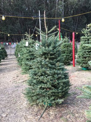 Tree Varieties We Sell - We have a great selection of shapes and sizes of trees. All our trees will easily last until Christmas, and it’s just a matter of personal preference as to which variety you choose. We have Noble, Nordman, Silver tip, Douglas Tree Varieties We Sell - We have a great selection of shapes and sizes of trees. All our trees will easily last until Christmas, and it’s just a matter of personal preference as to which variety you choose. We have Noble, Nordman, Silver tip, Douglas