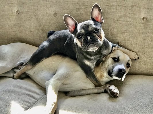 Overnight Pet Sitting - Let us care for your pet while you are away, where they feel the happiest. YOUR HOME <3
Pet sitting visits in your home includes a walk when we arrive, a before-bedtime potty break, a morning potty break, play time, feedings and refreshing water, giving meds (if needed), watering house plants, bringing in mail/newspapers and packages, cleaning up after the dogs, and of course, lots of love, bedtime stories and tummy rubs! Picture and Text/Email updates included! Overnight Pet Sitting - Let us care for your pet while you are away, where they feel the happiest. YOUR HOME <3
Pet sitting visits in your home includes a walk when we arrive, a before-bedtime potty break, a morning potty break, play time, feedings and refreshing water, giving meds (if needed), watering house plants, bringing in mail/newspapers and packages, cleaning up after the dogs, and of course, lots of love, bedtime stories and tummy rubs! Picture and Text/Email updates included!