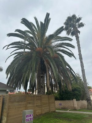 Canary Palm Tree Trimming - This Palm was trimmed in one day Canary Palm Tree Trimming - This Palm was trimmed in one day