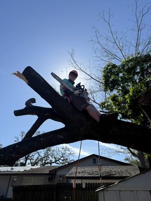 Hazardous tree removal - We provide great work at affordable pricing. Hazardous tree removal - We provide great work at affordable pricing.