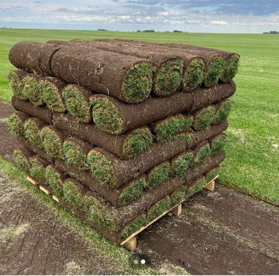 Sod installation - Sod  installation 1 for square foot