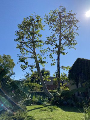 Sycamore Project - In this project, we removed one dead sycamore tree that was in the middle of these two and pruned the remaining two sycamore trees beautifully.