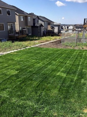 Lawn Trimming | March 2021 - Lawn Trimming Experts | Houston, TX Lawn Trimming | March 2021 - Lawn Trimming Experts | Houston, TX