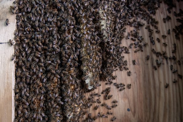 Live Bee Removal - Do you have a bee situation you need to resolve? Live bee removal and relocation is our #1 business! (Playing with the honey bees comes in at a close 2nd place).
We do NOT exterminate bees, we safely remove, relocate and tend to them like the Beekeepers we are.
We love honey bees and will handle your bees situation quickly and efficiently. We are Professional, Insured, Live Bee Removers who started out as Beekeepers first.
We proudly stand behind our work and will remove and relocate bees from your premises to a safe, new home where they can survive, thrive and do what bees do.
Call us at 972-897-8348 to tell us about your bee situation.
100% Guaranteed-Bee-Free Results: We guarantee the cavity we clear and seal will remain bee-free. Our process of live removal and relocation takes into account bee biology, bee behavior and common sense gained through years of practice, leaving every single client with a bee-free space in which there is no possibility of any bee colony re-establishing. Call us and hear how we do it!
10yrs+ combined experience with 1,000’s of satisfied customers: Billions of bees rescued & relocated across North Texas.
Education-Oriented Customer Service: We will talk you through what to expect before and after your bee situation is handled- even if our services aren’t required or you already chose pest control rather than live removal. Beekeepers love talking bees, and we particularly enjoy educating enthusiasts.
Live Removal & Relocation of Bees to Managed Hives we Grow and Love: Bees are transported to our apiaries and provided their best chance to live & thrive under the care of loving beekeepers. We utilize our apiaries to train new beekeepers and share insights with seasoned beekeepers.
The colonies we remove, relocate and nurture help us teach the next generation of beekeepers to love and take care of bees the same way we were taught- one sting at a time 🙂 Live Bee Removal - Do you have a bee situation you need to resolve? Live bee removal and relocation is our #1 business! (Playing with the honey bees comes in at a close 2nd place).
We do NOT exterminate bees, we safely remove, relocate and tend to them like the Beekeepers we are.
We love honey bees and will handle your bees situation quickly and efficiently. We are Professional, Insured, Live Bee Removers who started out as Beekeepers first.
We proudly stand behind our work and will remove and relocate bees from your premises to a safe, new home where they can survive, thrive and do what bees do.
Call us at 972-897-8348 to tell us about your bee situation.
100% Guaranteed-Bee-Free Results: We guarantee the cavity we clear and seal will remain bee-free. Our process of live removal and relocation takes into account bee biology, bee behavior and common sense gained through years of practice, leaving every single client with a bee-free space in which there is no possibility of any bee colony re-establishing. Call us and hear how we do it!
10yrs+ combined experience with 1,000’s of satisfied customers: Billions of bees rescued & relocated across North Texas.
Education-Oriented Customer Service: We will talk you through what to expect before and after your bee situation is handled- even if our services aren’t required or you already chose pest control rather than live removal. Beekeepers love talking bees, and we particularly enjoy educating enthusiasts.
Live Removal & Relocation of Bees to Managed Hives we Grow and Love: Bees are transported to our apiaries and provided their best chance to live & thrive under the care of loving beekeepers. We utilize our apiaries to train new beekeepers and share insights with seasoned beekeepers.
The colonies we remove, relocate and nurture help us teach the next generation of beekeepers to love and take care of bees the same way we were taught- one sting at a time 🙂