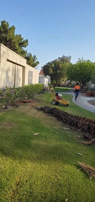 PALM TREE REMOVAL - REMOVAL OF DEAD PALM TREE