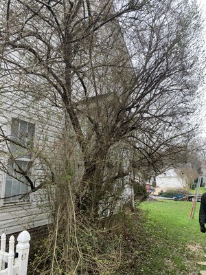 Tree Removal - This customer needed this tree to be removed and taken away from the side of their home. Any longer it could have made a lot of damage