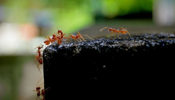 Ant Extermination - Top-rated, BBB A+ ant control — up to $300 off your first service. 
We inspect to find the species and trails, treat interior entry points with long-lasting bait, then set a granular barrier along the foundation. Workers carry it back to wipe out the colony at the source. Pet- and family-friendly, year-round.