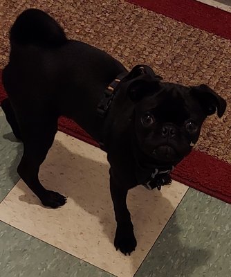 Puppies - Puppy boarding. Adorable and trainable. Puppies - Puppy boarding. Adorable and trainable.