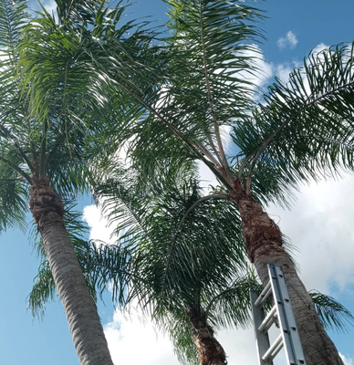 Tree Trimming - Call or Text for a Free Estimate - Your property is always a reflection of you let us help you perfect your reflection ! 561-577-4960 call Ken for your free estimate! Tree Trimming - Call or Text for a Free Estimate - Your property is always a reflection of you let us help you perfect your reflection ! 561-577-4960 call Ken for your free estimate!