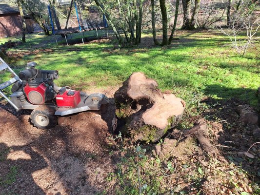 Removal and Stump Grinding - Special on Stump Grinding Removal and Stump Grinding - Special on Stump Grinding