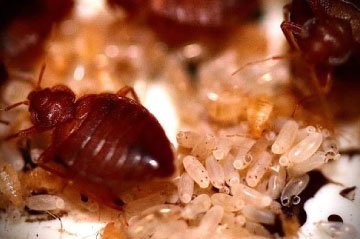 Bed Bugs - Fast, effective, discreet bed bug extermination services.