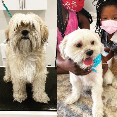 Before & After - sample of our work @ Puppy Spa & Grooming Before & After - sample of our work @ Puppy Spa & Grooming