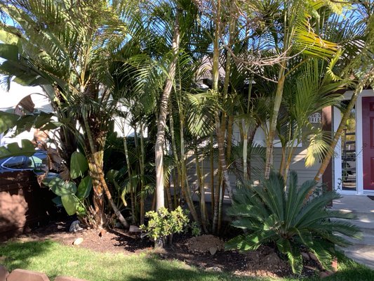 Mission Hills - Fall cleanup palm trees and birds of paradise￼